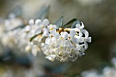 THE WHITE FLOWERS OF OSMANTHUS DELAVAYI. SHRUB  SPRING  RHS GARDEN  WISLEY