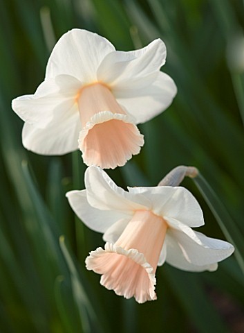 THE_WHITE_FLOWER_OF_NARCISSUS_CHANSON_CLOSE_UP__SPRING__BULB__APRIL__AGM