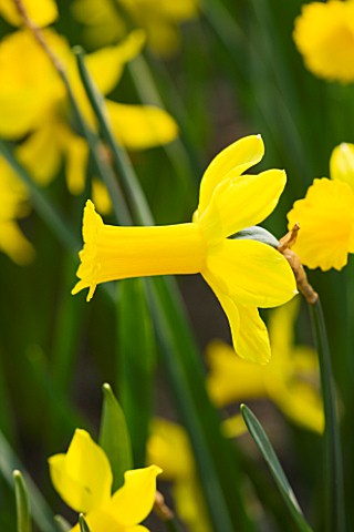 THE_YELLOW_FLOWER_OF_NARCISSUS_PEEPING_TOM_CLOSE_UP__SPRING__BULB__APRIL__AGM