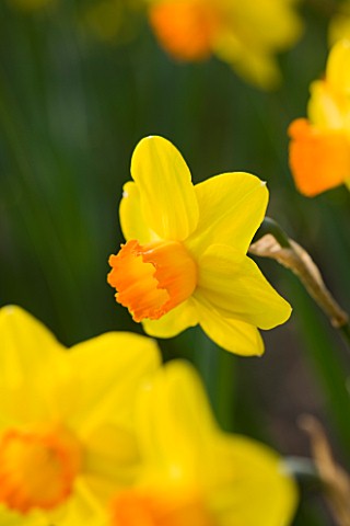THE_YELLOW_FLOWER_OF_NARCISSUS_PINZA_CLOSE_UP__SPRING__BULB__APRIL__AGM