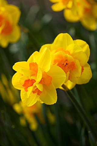 THE_YELLOW_FLOWER_OF_NARCISSUS_MONZA_CLOSE_UP__SPRING__BULB__APRIL__AGM
