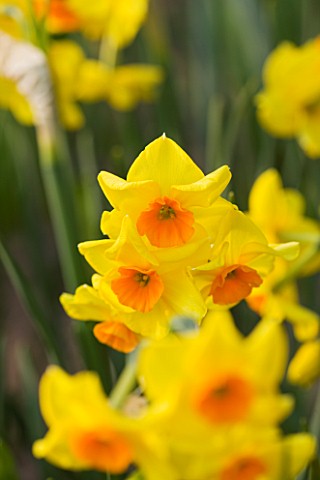 THE_YELLOW_FLOWERS_OF_NARCISSUS_EXPLOSION_CLOSE_UP__SPRING__BULB__APRIL__AGM