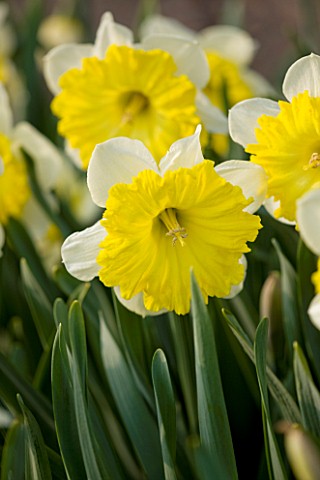 THE_YELLOW_AND_WHITE_FLOWER_OF_NARCISSUS_DINNER_PLATE_CLOSE_UP__SPRING__BULB__APRIL__AGM