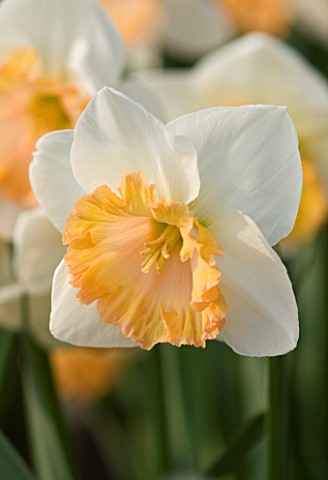 THE_WHITE_FLOWER_OF_NARCISSUS_SENTINEL_CLOSE_UP__SPRING__BULB__APRIL__AGM