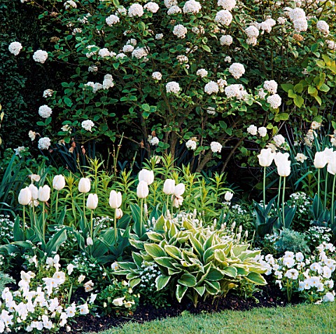 WHITE_PARROT_AND_BLIZZARD_TULIPS_IN_THE_WHITE_GARDEN_AT_CHENIES_MANOR__BUCKS__WITH_VIBURNUM_AND_HOST