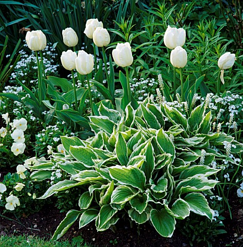 White_Parrot_Tulips_In_Front_Of_Hosta_Crispula_In_The_White_Garden_At_Chenies_Manor__Buckinghamshire