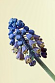 CLOSE UP OF BLUE FLOWERS OF GRAPE HYACINTH - MUSCARI PARADOXUM - BELLEVALIA PYCNANTHA