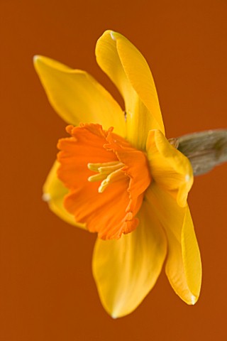 CLOSE_UP_OF_THE_FLOWER_OF_NARCISSUS_AMBERGATE