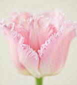 CLOSE UP OF THE PINK FLOWERS OF THE FRINGED TULIP FANCY FRILLS