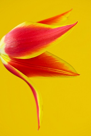CLOSE_UP_OF_THE_RED_AND_YELLOW_FLOWER_OF_TULIP_SYNAEDA_KING_LILY_FLOWERING_BULB__SPRING