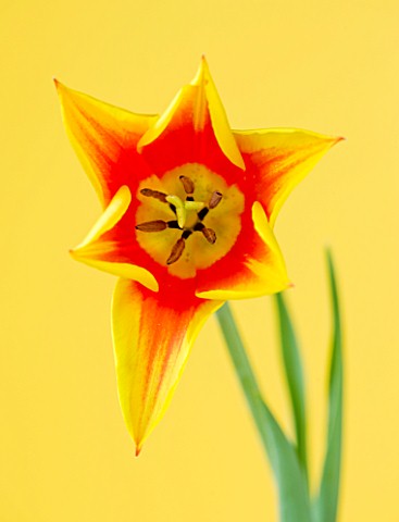 CLOSE_UP_OF_THE_RED_AND_YELLOW_FLOWER_OF_TULIP_SYNAEDA_KING_LILY_FLOWERING_BULB__SPRING