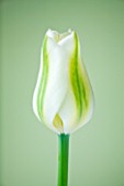 CLOSE UP OF THE GREEN AND WHITE FLOWER OF TULIP VIRIDIFLORA GREEN EYES   BULB  SPRING