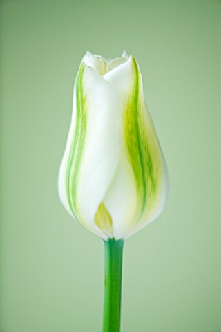 CLOSE_UP_OF_THE_GREEN_AND_WHITE_FLOWER_OF_TULIP_VIRIDIFLORA_GREEN_EYES___BULB__SPRING