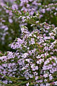 ROSE GRAY AND SCULPTOR DAVID MACILWAINE: THE ROOF TERRACE/ ROOF GARDEN - CLOSE UP OF PROSTANTHERA - AUSTRALIAN MINT BUSH