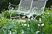 ULTING WICK  ESSEX - THE WHITE GARDEN WITH WHITE BENCH AND TUIP SPRING GREEN AND DICENTRA ALBA