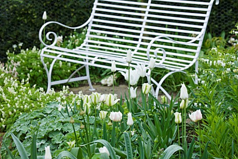 ULTING_WICK__ESSEX__THE_WHITE_GARDEN_WITH_WHITE_BENCH_AND_TUIP_SPRING_GREEN_AND_DICENTRA_ALBA