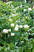 ULTING WICK  ESSEX - THE WHITE GARDEN WITH TULIP SPRING GREEN AND DICENTRA ALBA