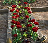 ULTING WICK  ESSEX : TULIP UNCLE TOM PLANTED WITH LETTUCES IN THE POTAGER IN SPRING