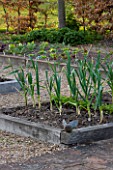 ULTING WICK  ESSEX : THE POTAGER IN SPRING WITH LEEKS