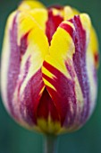 ULTING WICK  ESSEX :  CLOSE UP OF THE FLOWER OF TULIP HELMAR
