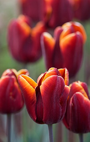 ULTING_WICK__ESSEX___CLOSE_UP_OF_THE_FLOWER_OF_TULIP_ABU_HASSAN
