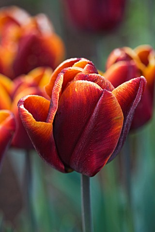 ULTING_WICK__ESSEX___CLOSE_UP_OF_THE_FLOWER_OF_TULIP_ABU_HASSAN