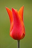 ULTING WICK  ESSEX :  CLOSE UP OF THE FLOWER OF TULIP BALLERINA