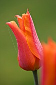 ULTING WICK  ESSEX :  CLOSE UP OF THE FLOWER OF TULIP BALLERINA