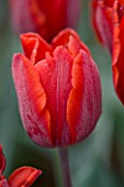 ULTING WICK  ESSEX :  CLOSE UP OF THE RICH RED FLOWER OF TULIP COULEUR CARDINAL