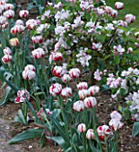 ULTING WICK  ESSEX: SPRING - PLANTING COMBINATION OF TULIP CARNIVAL DE NICE AND APPLE BLOSSOM