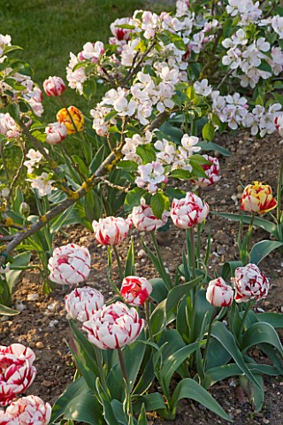 ULTING_WICK__ESSEX_SPRING__PLANTING_COMBINATION_OF_TULIP_CARNIVAL_DE_NICE_AND_APPLE_BLOSSOM