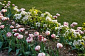 ULTING WICK  ESSEX: SPRING - PLANTING COMBINATION OF TULIP CARNIVAL DE NICE AND APPLE TRAINED AS CORDON OR STEPOVER IN BLOSSOM
