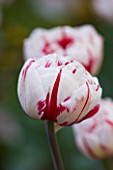 ULTING WICK  ESSEX: SPRING - CLOSE UP OF THE RED AND WHITE FLOWERS OF CARNIVAL DE NICE