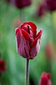 ULTING WICK  ESSEX: SPRING - CLOSE UP OF THE RED FLOWER OF TULIP JAN REUS