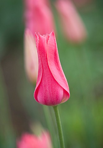 ULTING_WICK__ESSEX_SPRING__CLOSE_UP_OF_THE_PINK_FLOWER_OF_TULIP_MARIETTE
