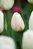 ULTING WICK  ESSEX: SPRING - CLOSE UP OF THE CREAM FLOWER OF TULIP IVORY FLOREDALE