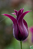 ULTING WICK  ESSEX: SPRING - CLOSE UP OF THE PURPLE FLOWER OF TULIP BURGUNDY