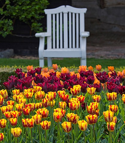 ULTING_WICK__ESSEX__SPRING__TULIPA_HELMAR_IN_THE_CUTTING_GARDEN_WITH_WHITE_BENCH_SEAT_BEHIND