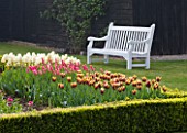 ULTING WICK  ESSEX  SPRING: THE CUTTING GARDEN WITH TULIPS GAVOTA  MARIETTE AND IVORY FLOREDALE IN BOX HEDGE AND WHITE BENCH BEHIND