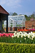 ULTING WICK  ESSEX  SPRING: THE CUTTING GARDEN WITH THE WHITE TULIP FLOREDALE  GREENHOUSE BEHIND