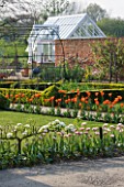 ULTING WICK  ESSEX  SPRING: THE CUTTING GARDEN WITH BOX EDGED BEDS  STEP OVER APPLES  TULIPA CARNIVAL DE NICE AND TULIPA BALLERINA - GREENHOUSE BEHIND