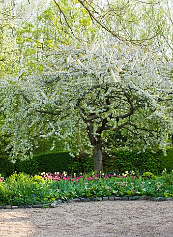 ULTING_WICK__ESSEX__SPRING_WHITE_BLOSSOM_ON_TREE_WITH_TULIPS_BENEATH