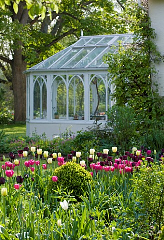 ULTING_WICK__ESSEX__SPRING_WHITE_CONSERVATORY_BESIDE_THE_HOUSE_WITH_BORDER_FULL_OF_TULIPS_IN_THE_FOR