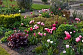 ULTING WICK  ESSEX  SPRING: BORDER BESIDE A LAWN WITH PINK TULIPS AND HEUCHERA