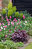 ULTING WICK  ESSEX  SPRING: BORDER BESIDE A LAWN WITH PINK TULIPS  HEUCHERA AND EUPHORBIA