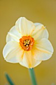CLOSE UP OF THE FLOWER OF NARCISSUS SABINE HAY (DAFFODIL)