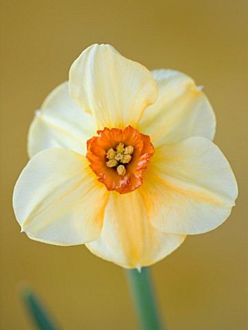 CLOSE_UP_OF_THE_FLOWER_OF_NARCISSUS_SABINE_HAY_DAFFODIL