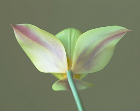 CLOSE_UP_OF_THE_BACK_OF_THE_CREAMY_YELLOW_FLOWER_OF_TULIP_HONKY_TONK