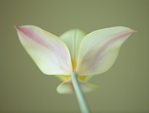 CLOSE_UP_OF_THE_BACK_OF_THE_CREAMY_YELLOW_FLOWER_OF_TULIP_HONKY_TONK