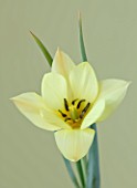 CLOSE UP OF THE CREAMY YELLOW FLOWER OF TULIP HONKY TONK